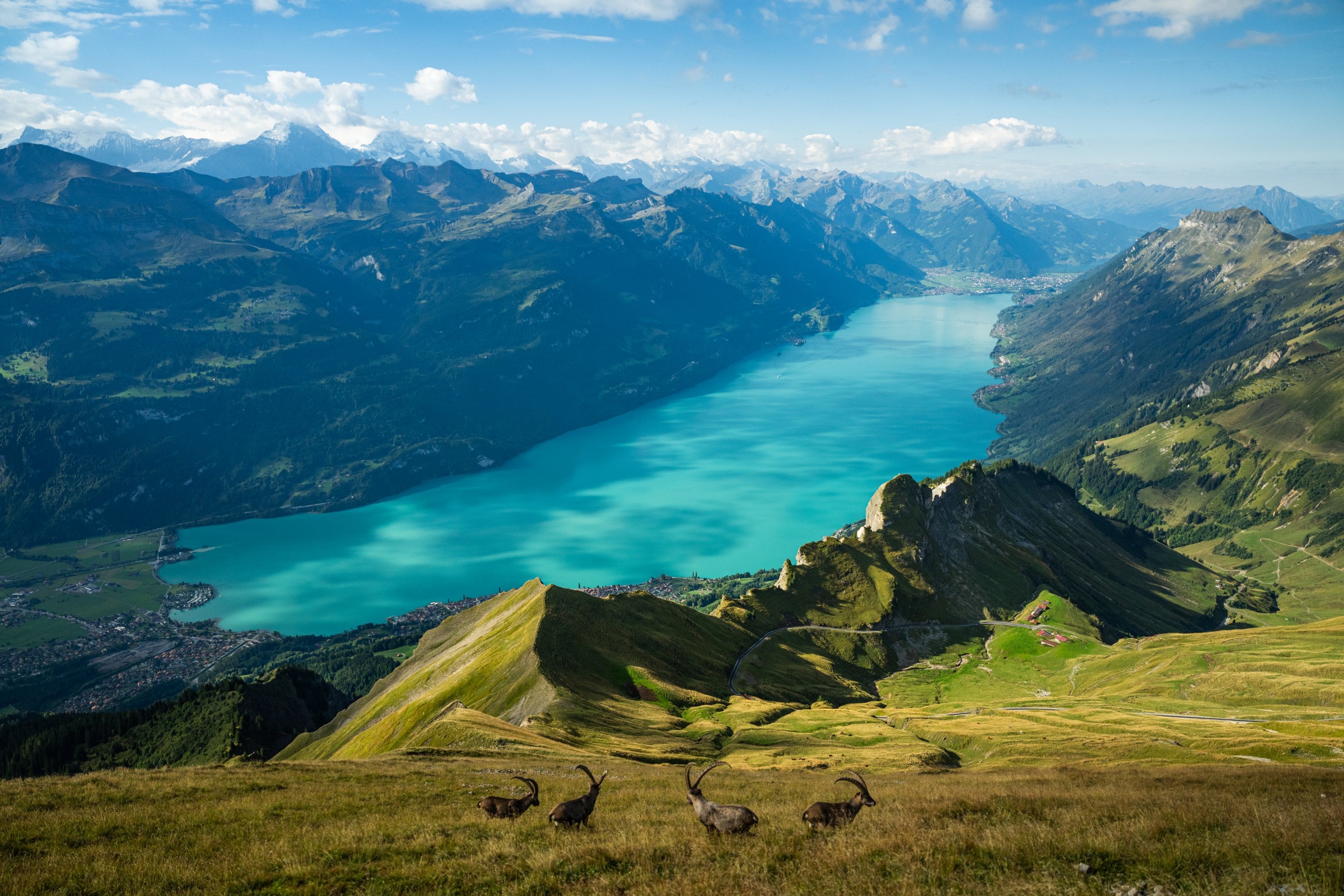 Four ibex above Lake Brienz, graded with the GRADE preset pack