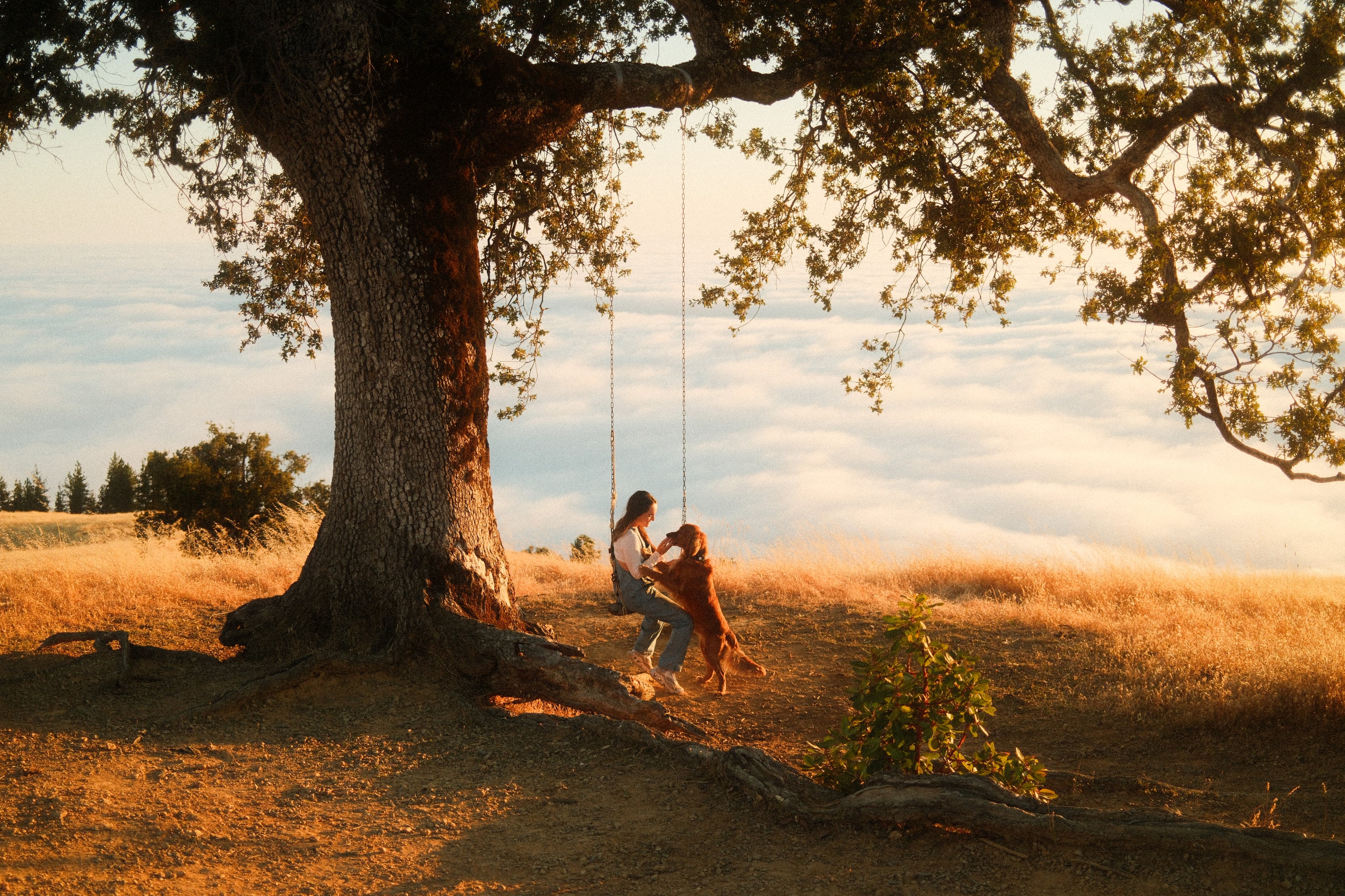 A lone oak above the fog at golden hour, shot on the Fuji Vintage recipe