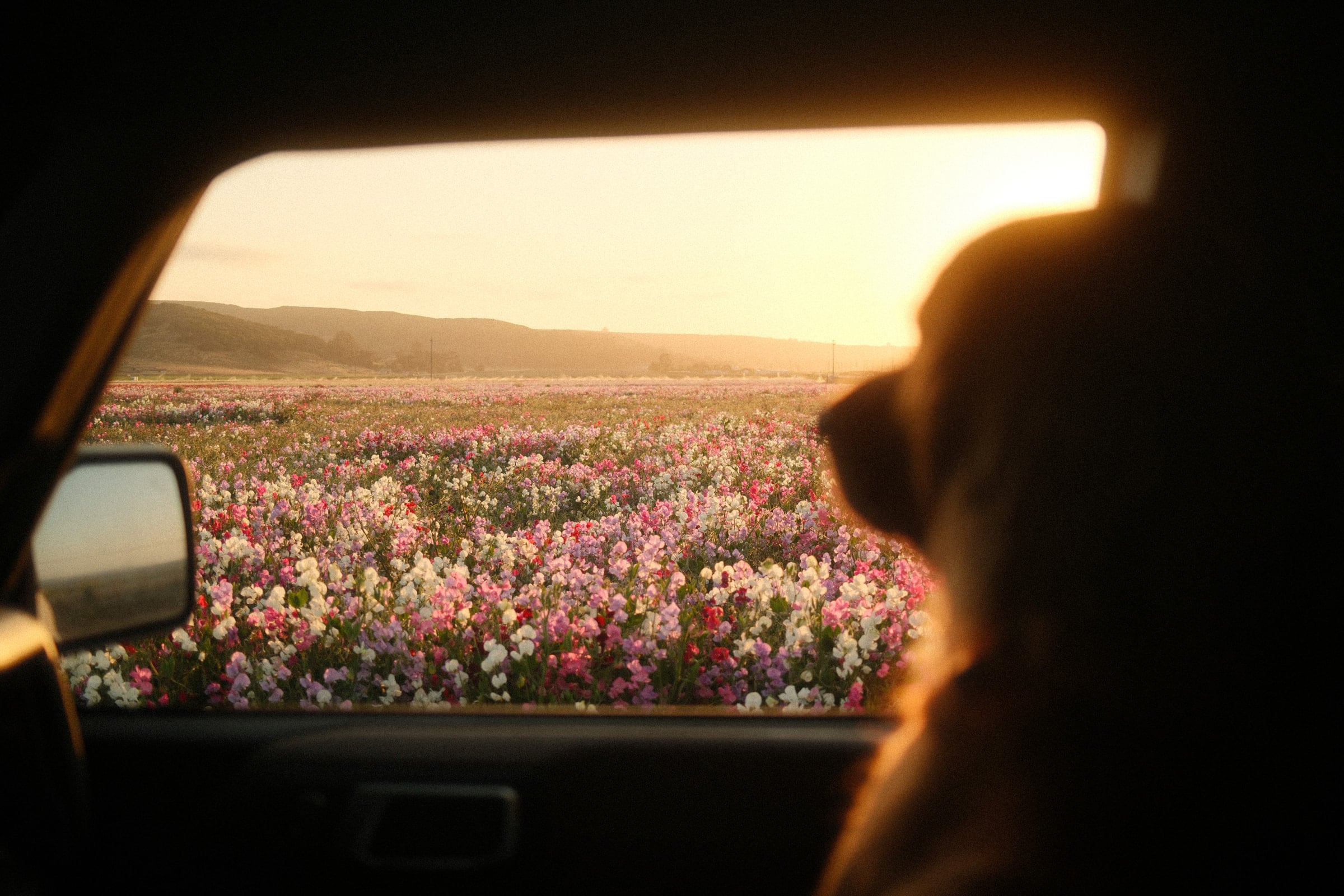 A golden retriever watching a wildflower field at sunset from a car window