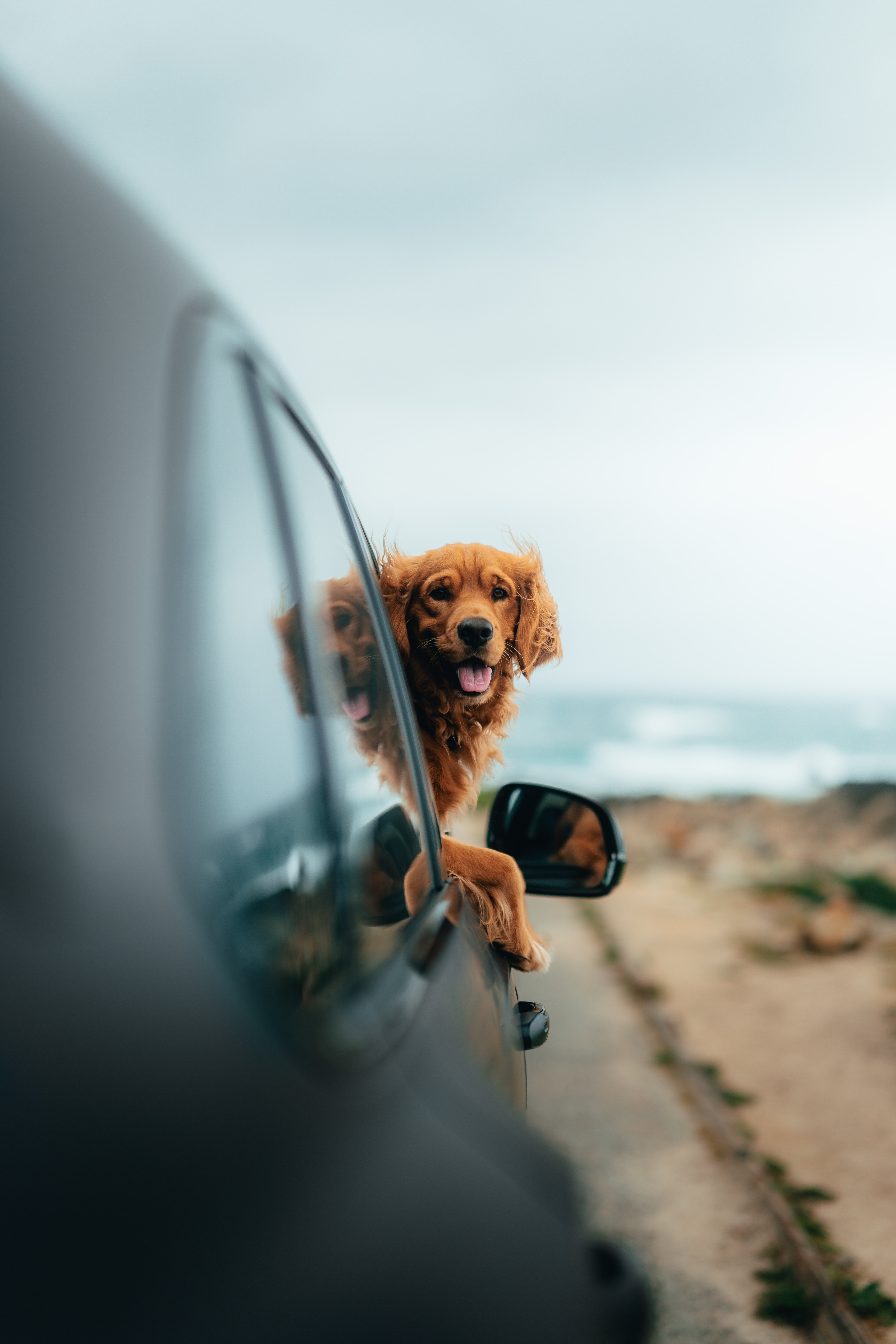 Two golden retrievers leaning out of the Bentayga's rear window, coastline behind