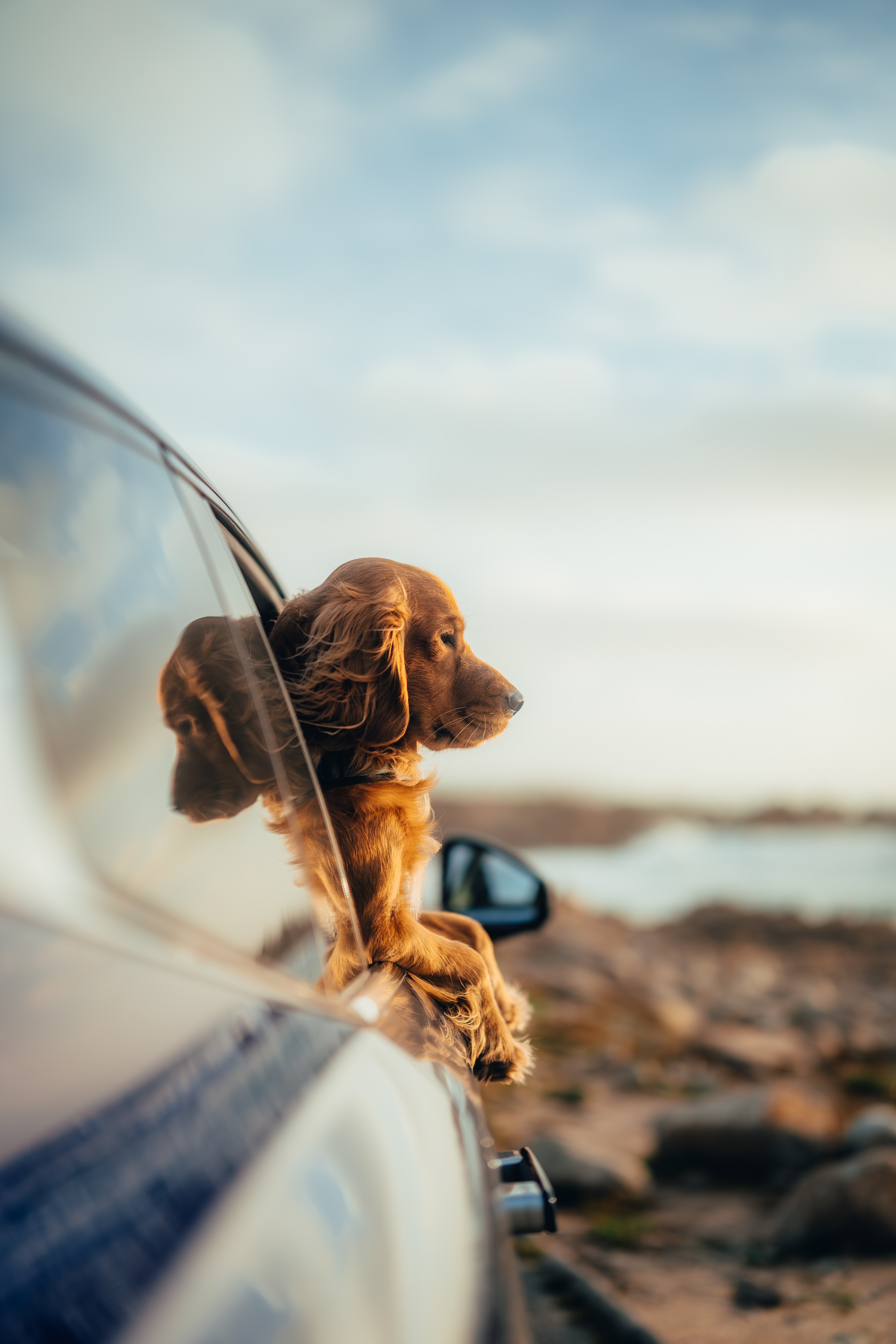 A spaniel leaning out the IONIQ 9 window at the coast, golden hour