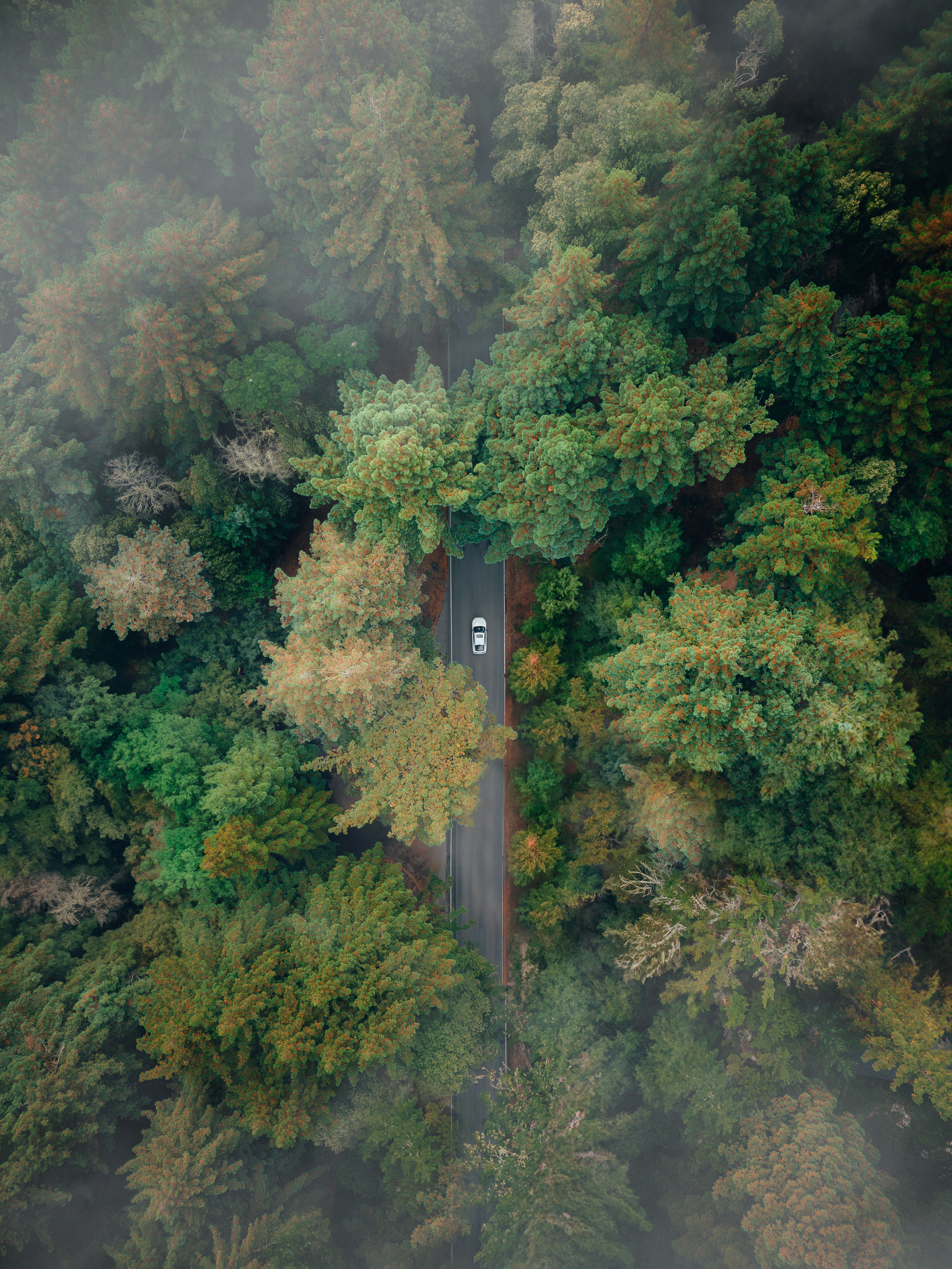 Aerial top-down of the Elantra N on a road winding through a misty forest