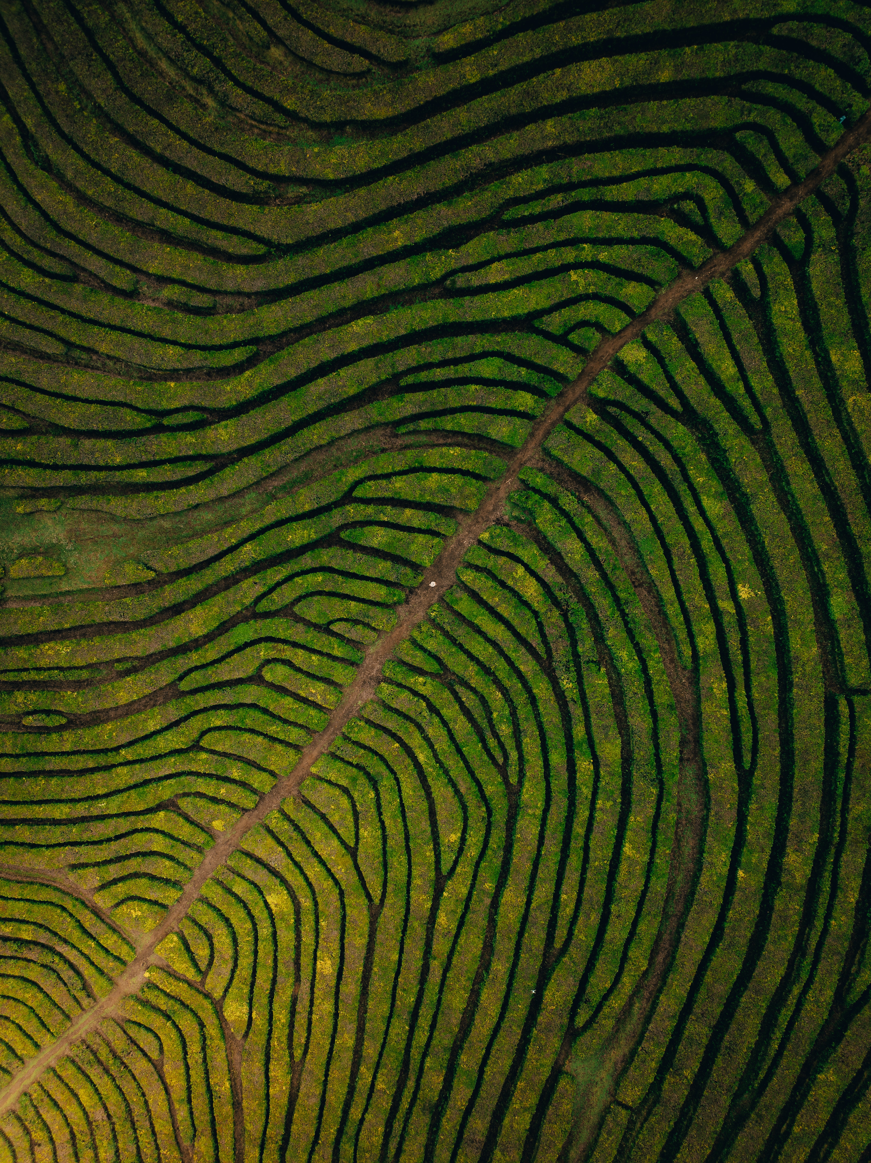 The curving rows of a hillside tea plantation, deep green