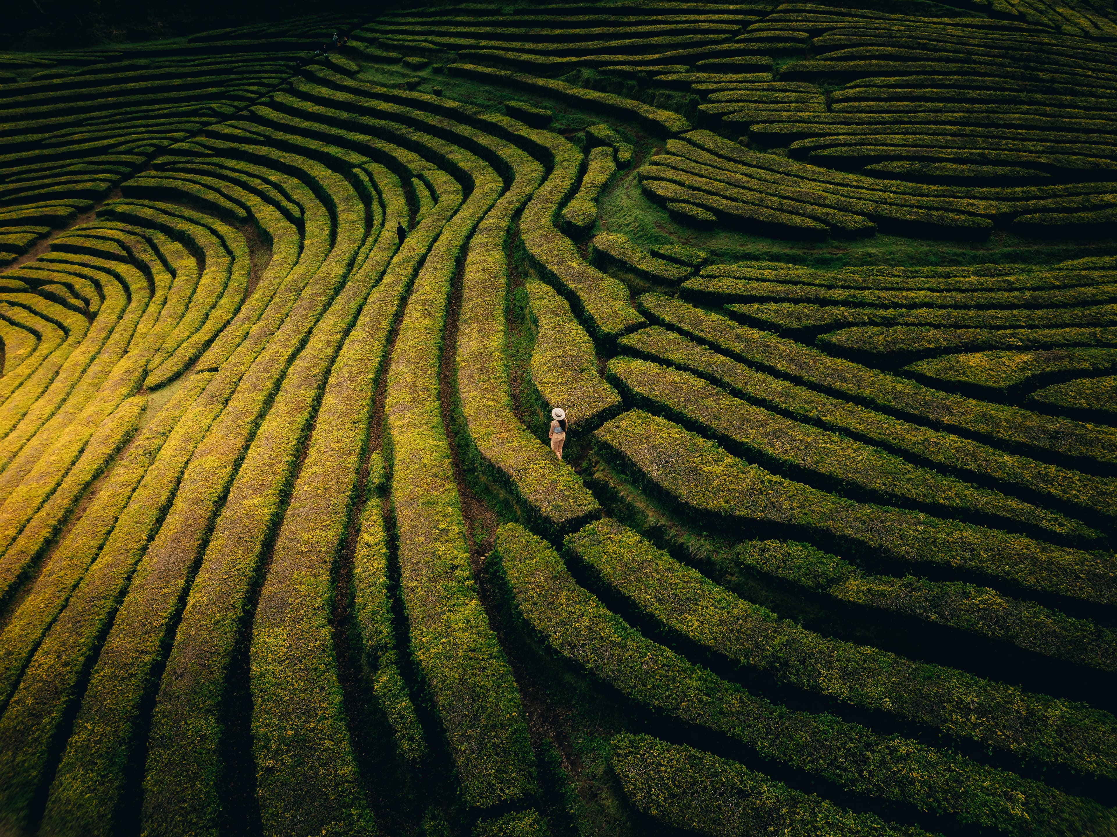 Sweeping contour lines across green tea terraces, seen from above