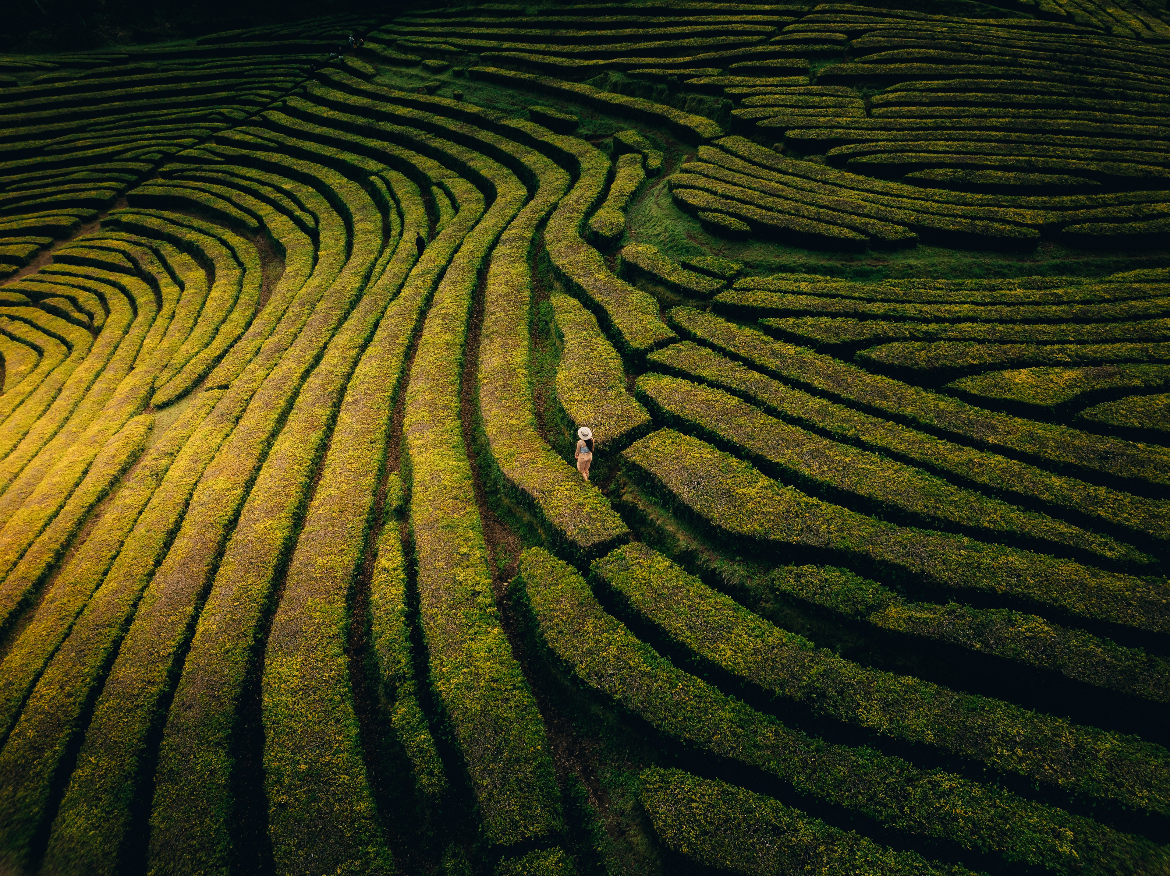 Sweeping contour lines across green tea terraces, seen from above