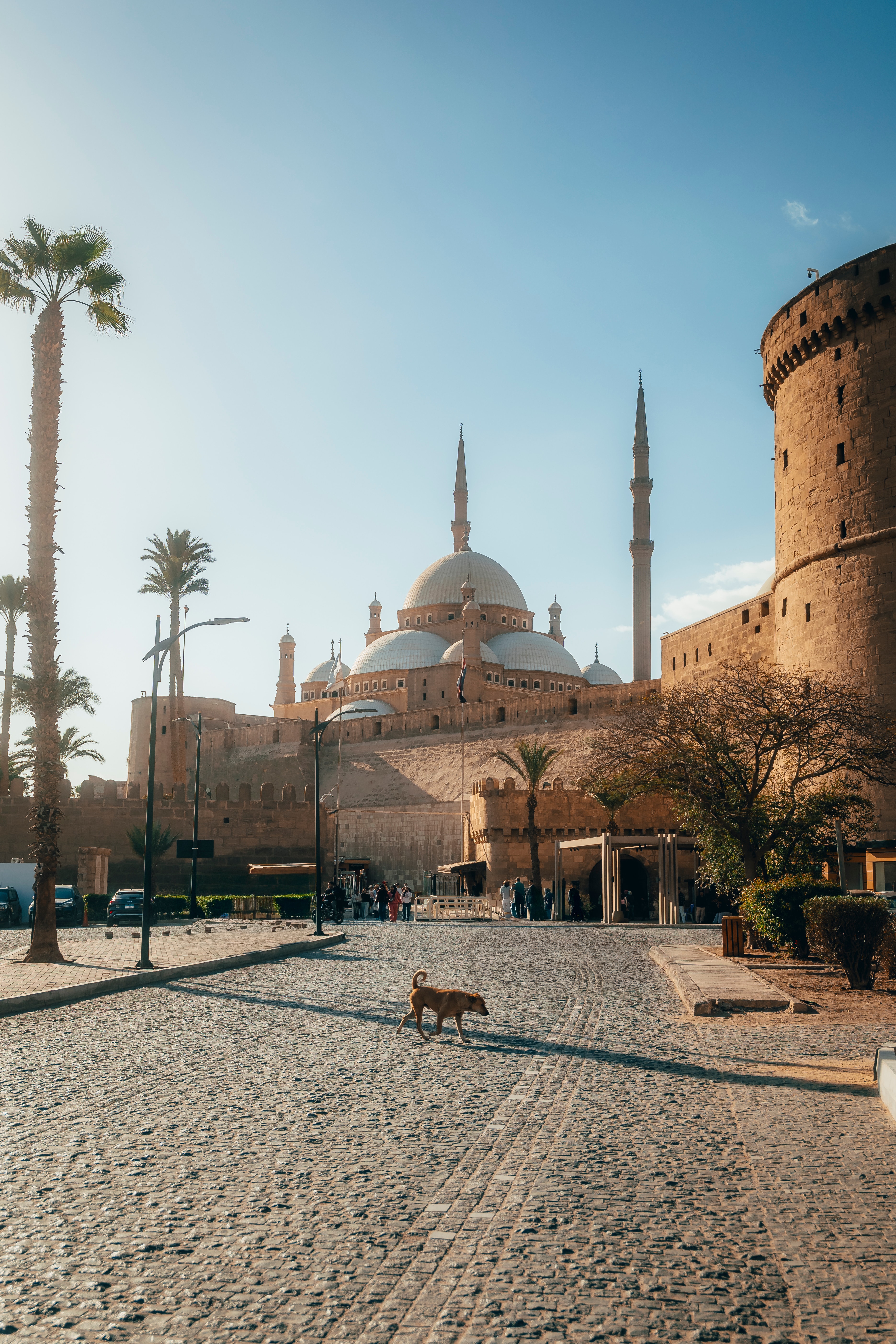 The Mosque of Muhammad Ali at the Cairo Citadel under a warm sky, a stray dog crossing the cobbled plaza