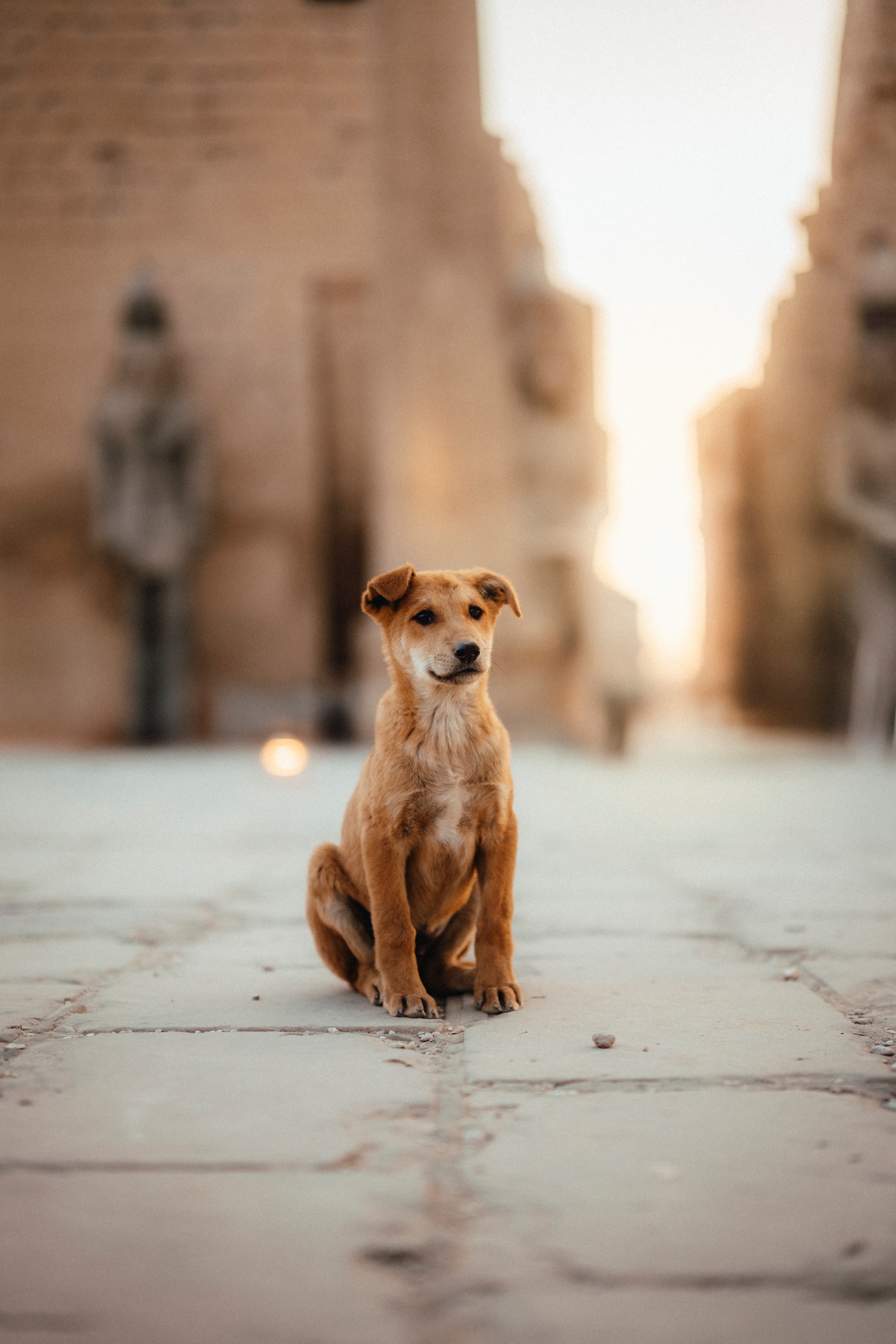 A brown street dog sitting in the middle of a Luxor alley at golden hour