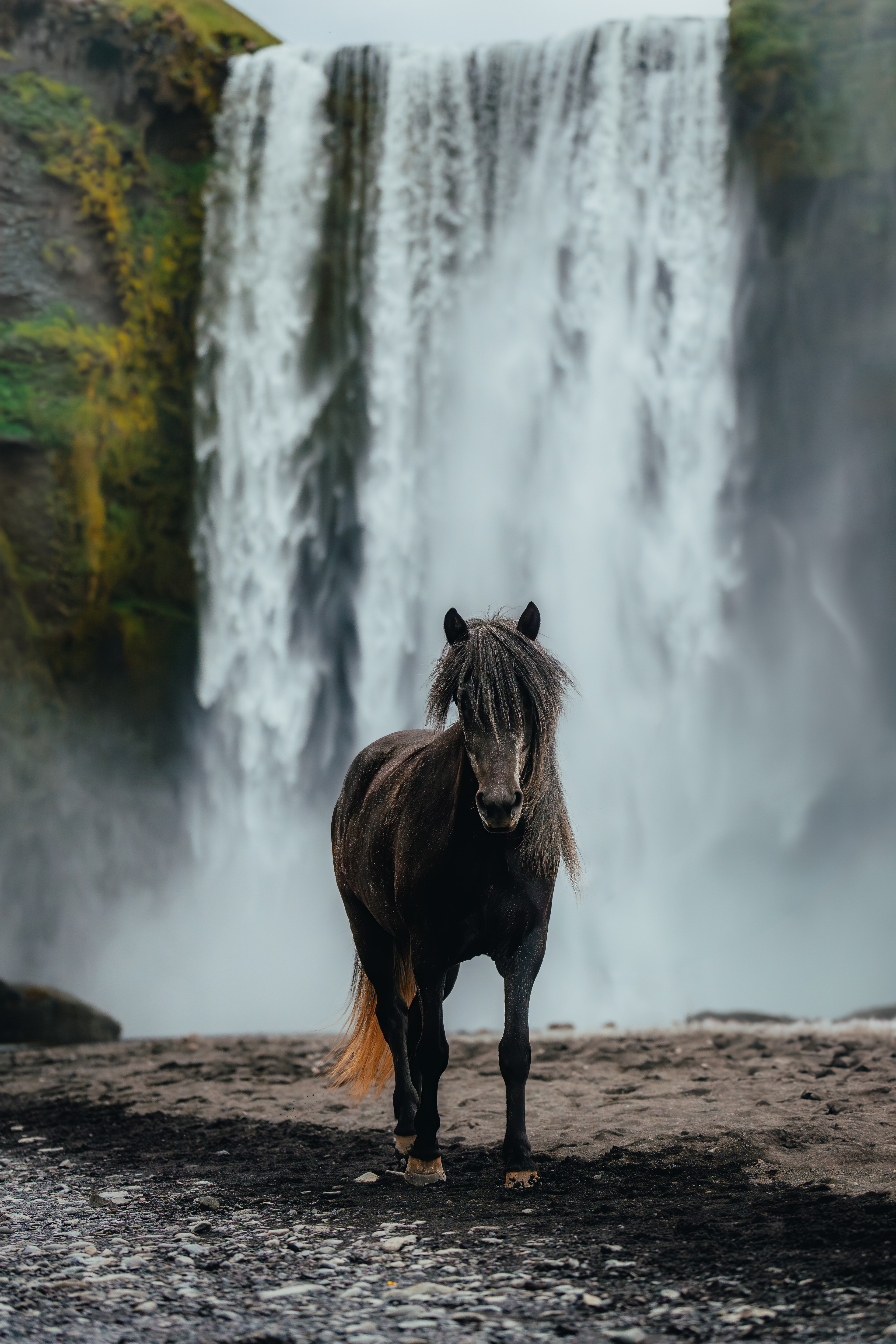 An Icelandic horse facing the camera head-on in front of Skogafoss