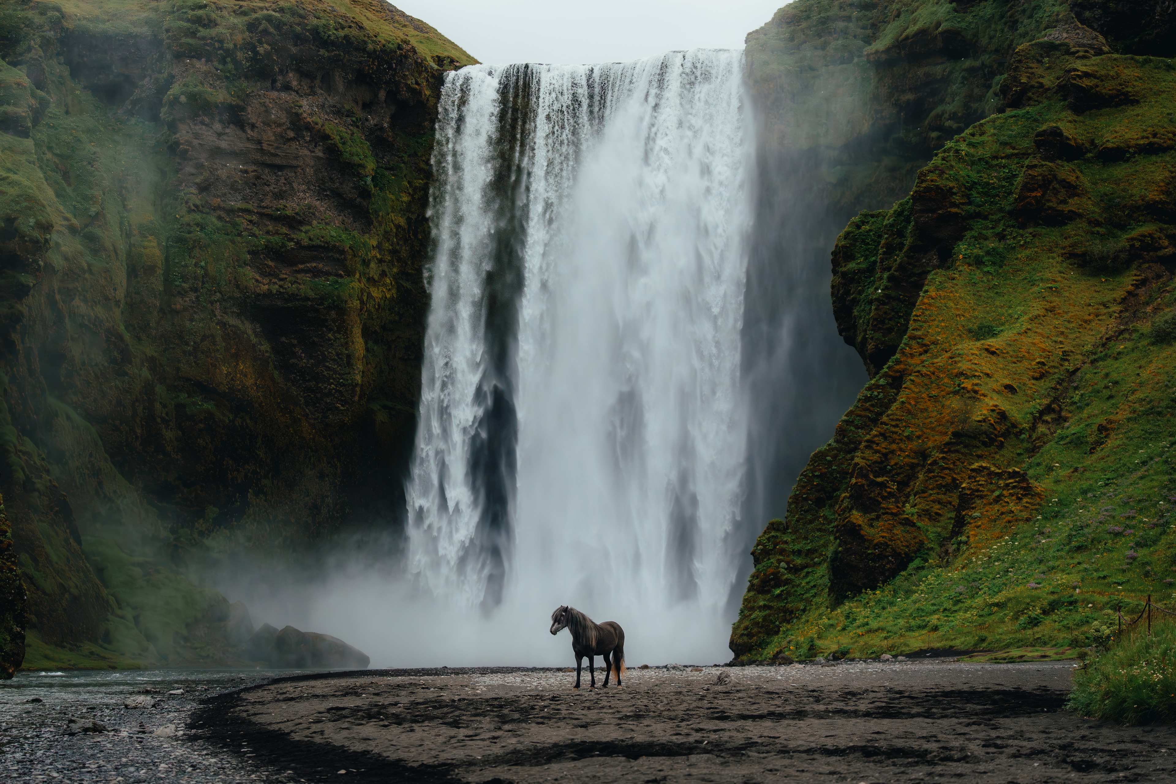 A lone Icelandic horse before the wide white curtain of Skogafoss