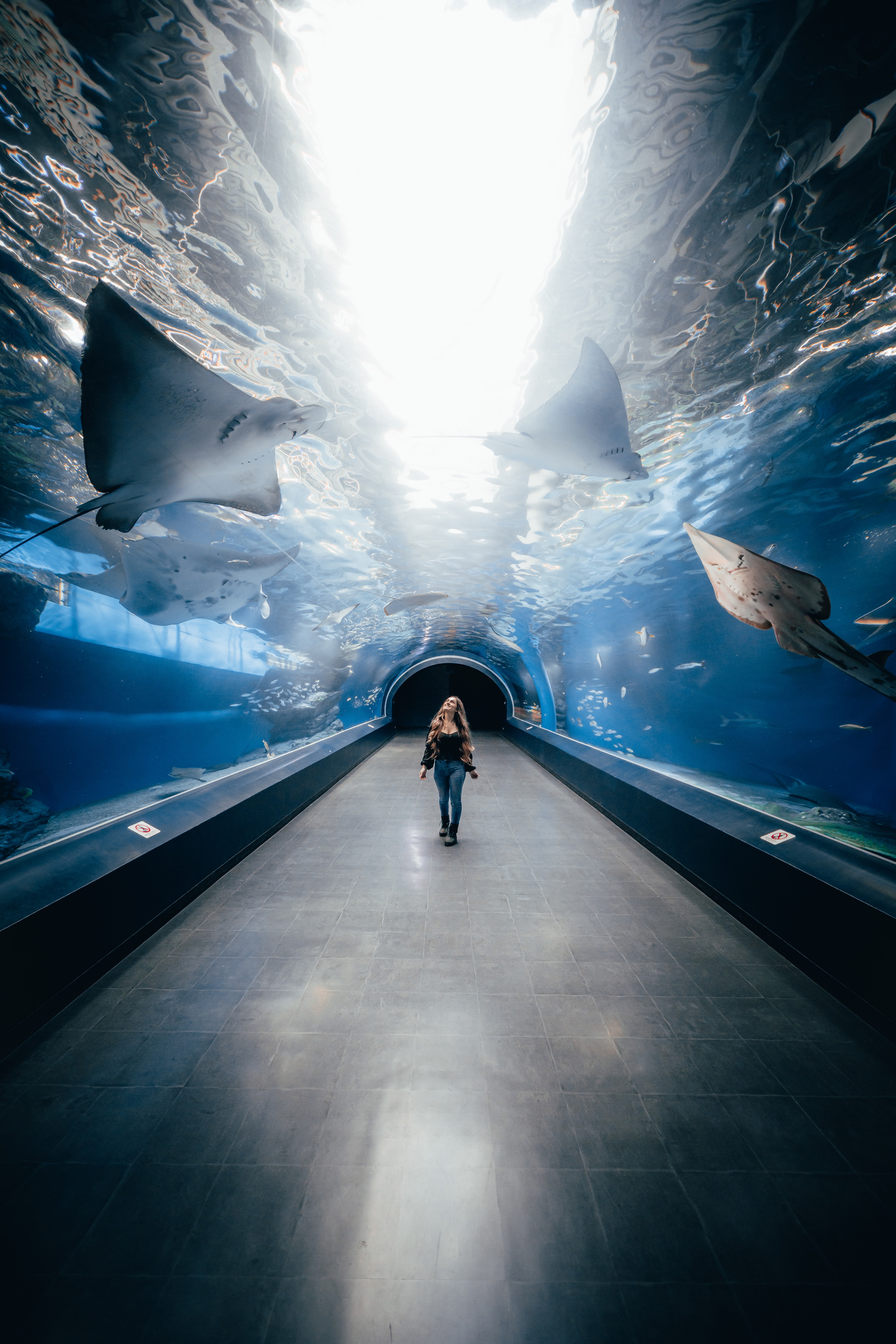 A lone visitor in a glowing aquarium tunnel as rays glide overhead