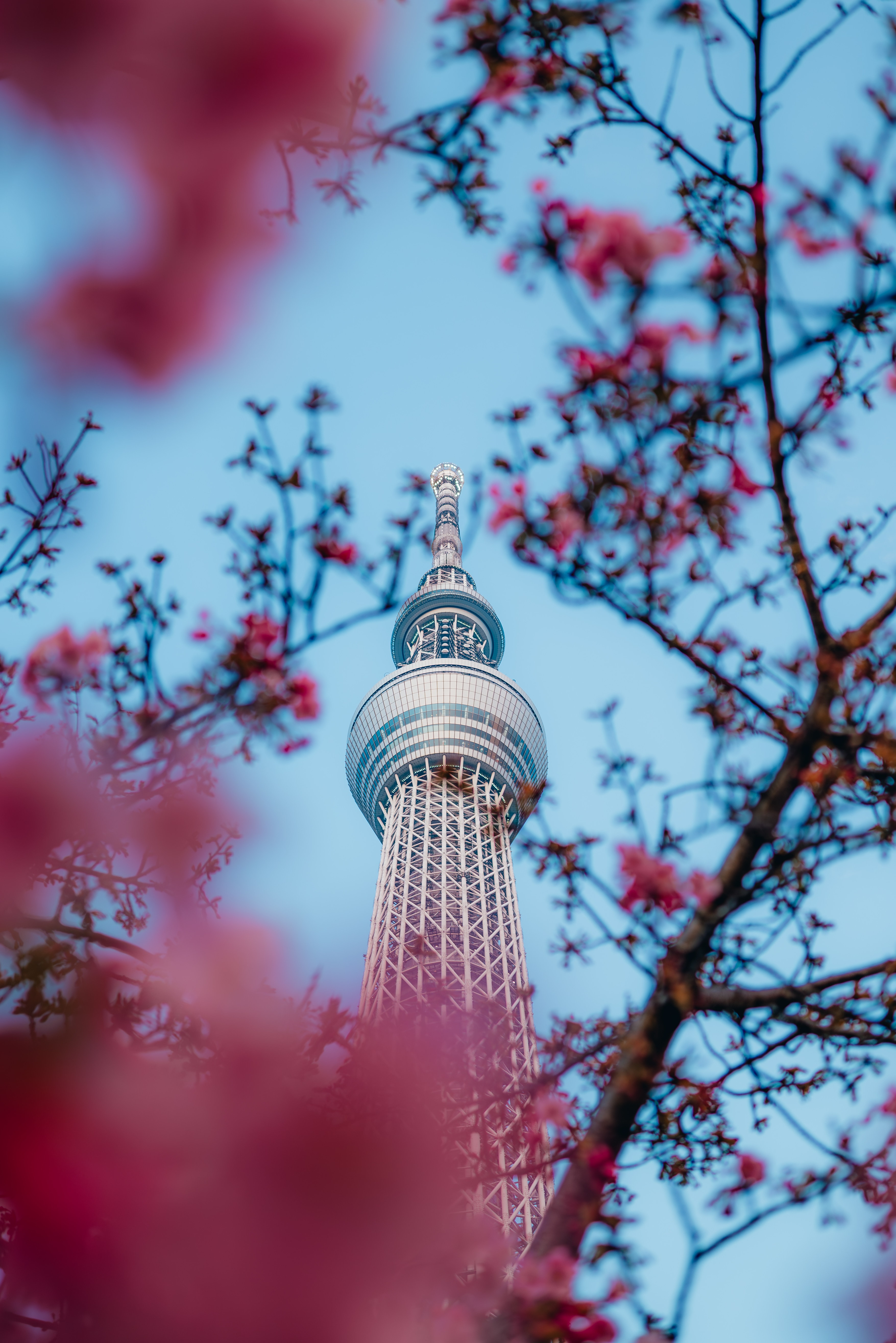 The Tokyo Skytree framed through a haze of pink cherry blossoms