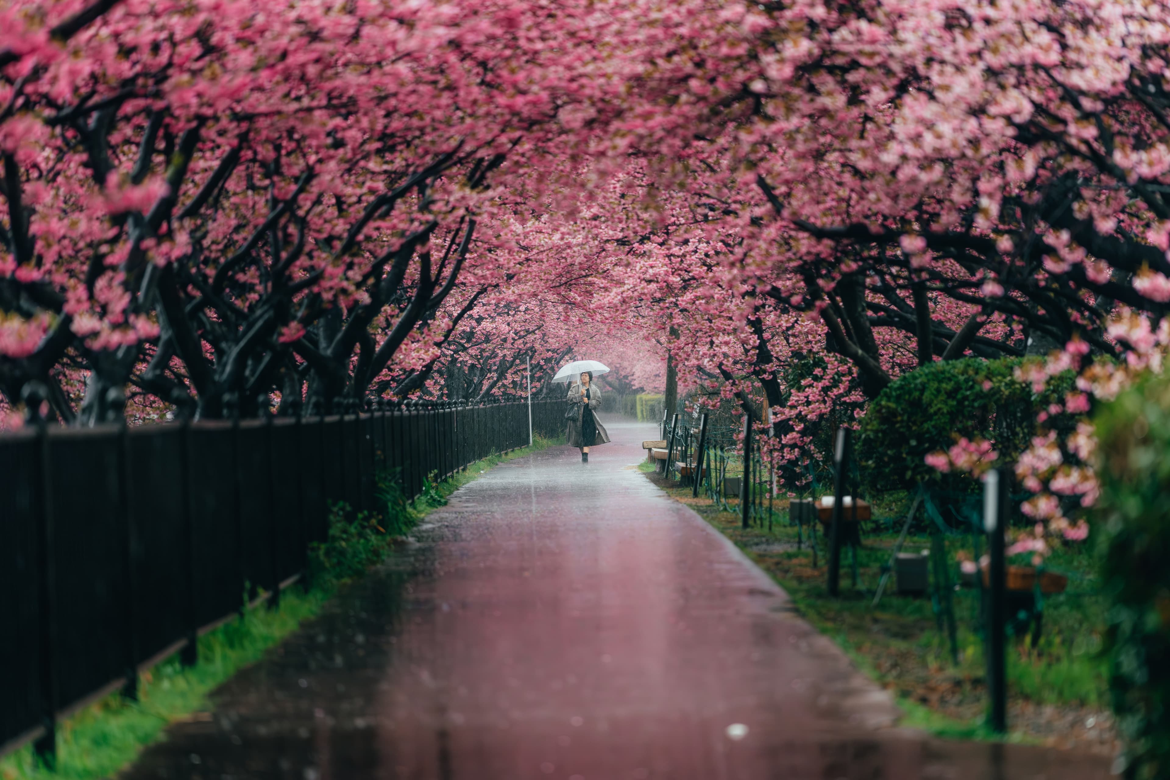 A lone figure with a white umbrella far down a rain-slicked tunnel of cherry blossoms