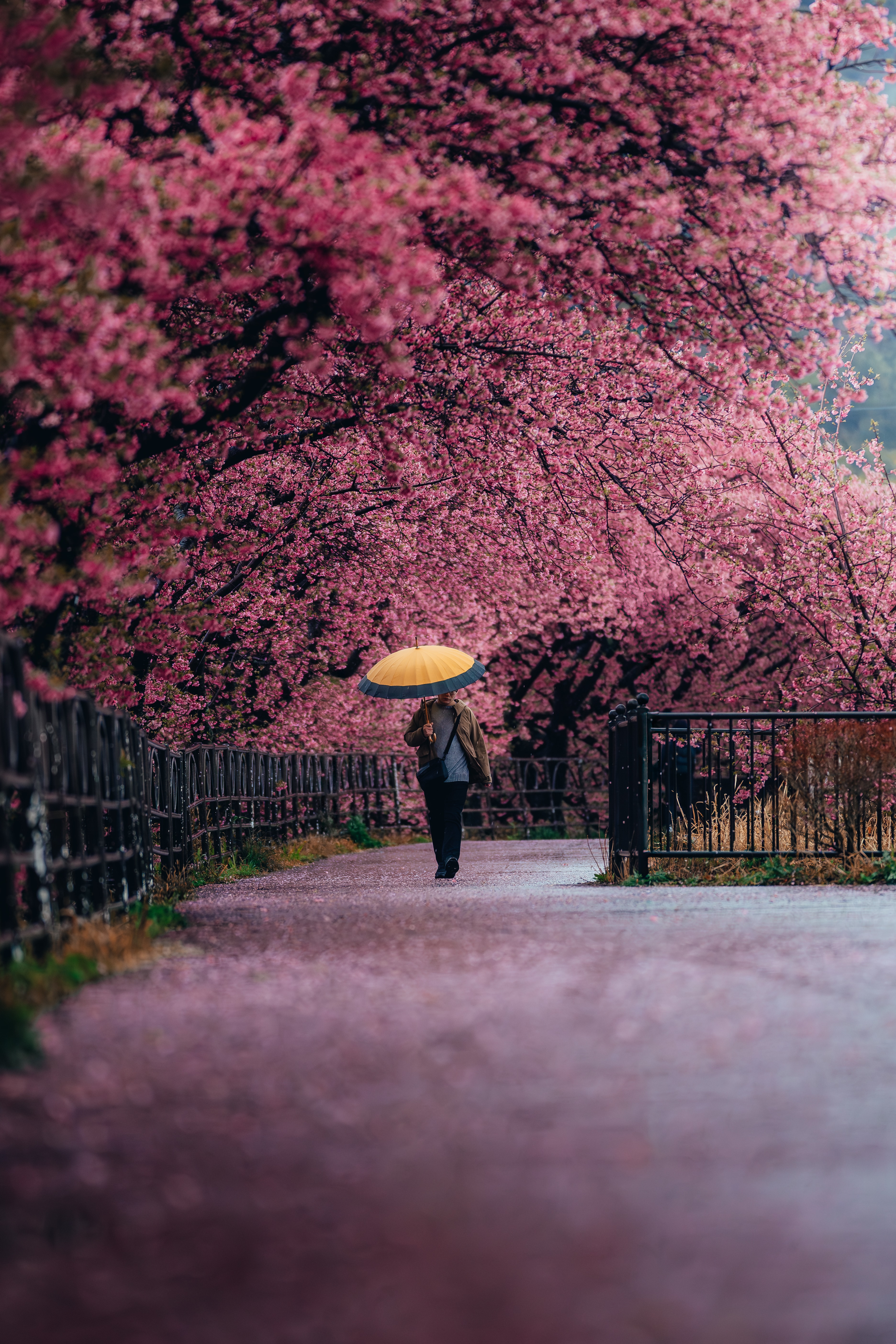 A walker with a yellow umbrella on a path carpeted with fallen pink petals