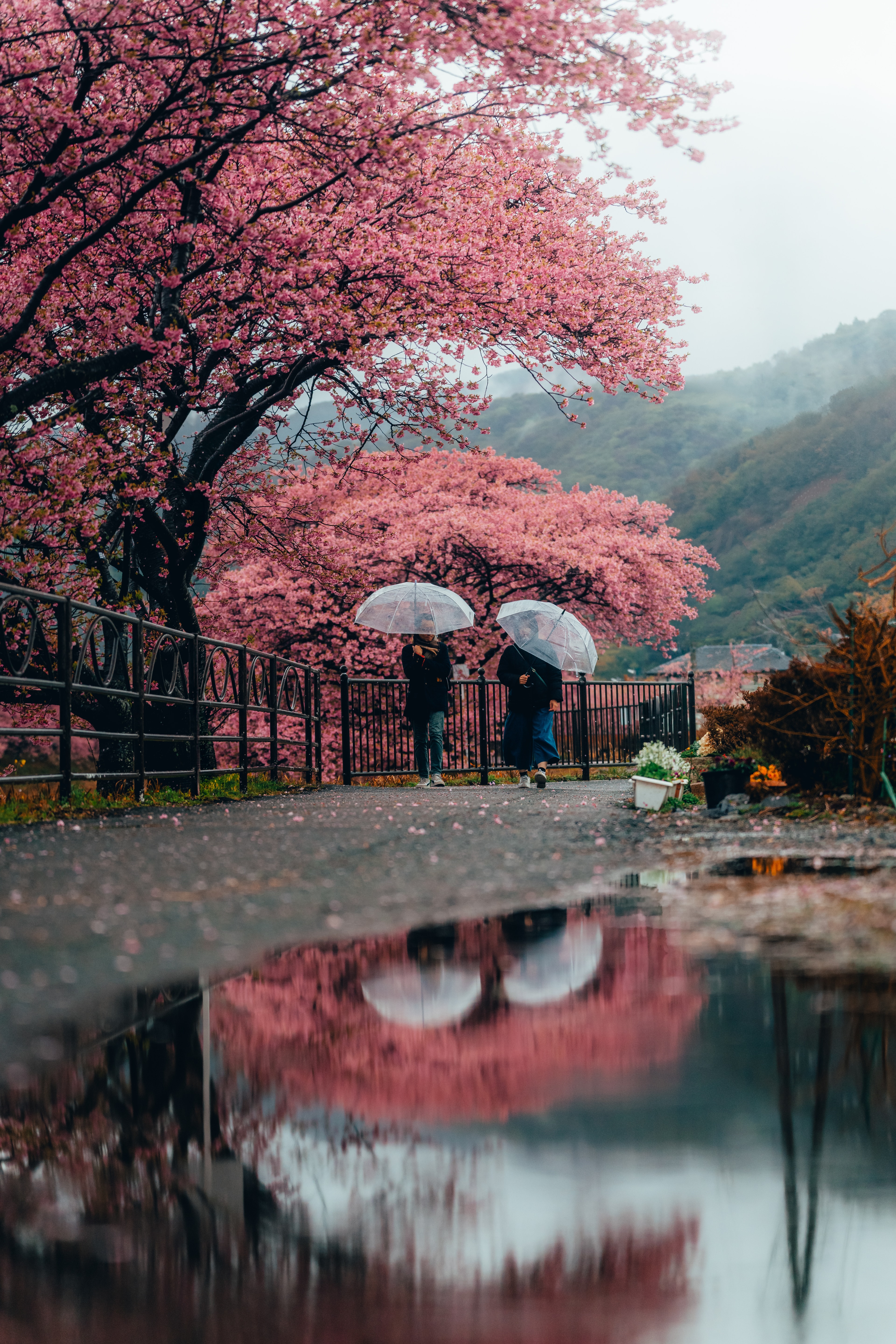 Two people with umbrellas beneath the blossoms, mirrored in a puddle below