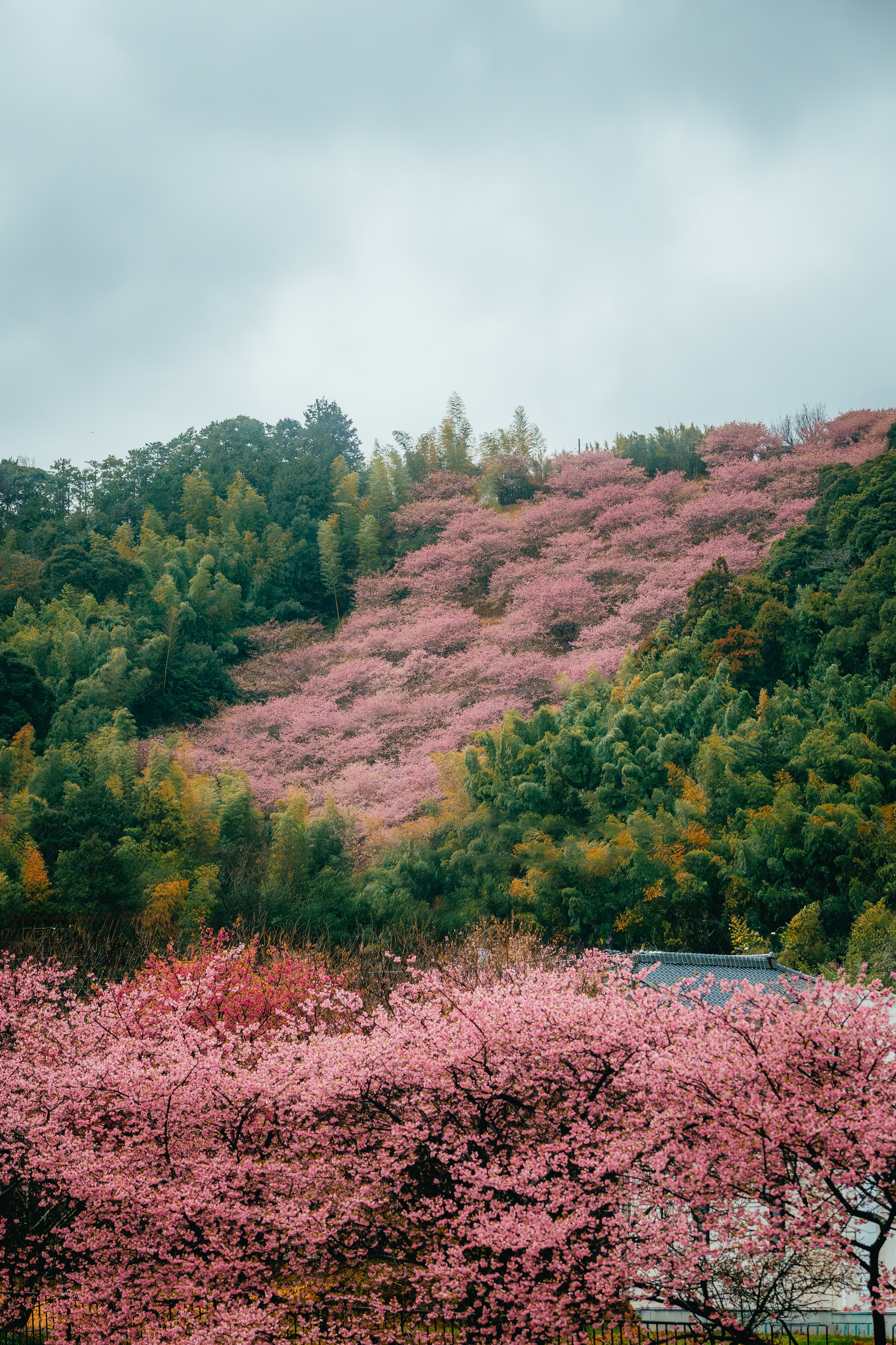 A hillside washed in cherry blossom against dark evergreen forest