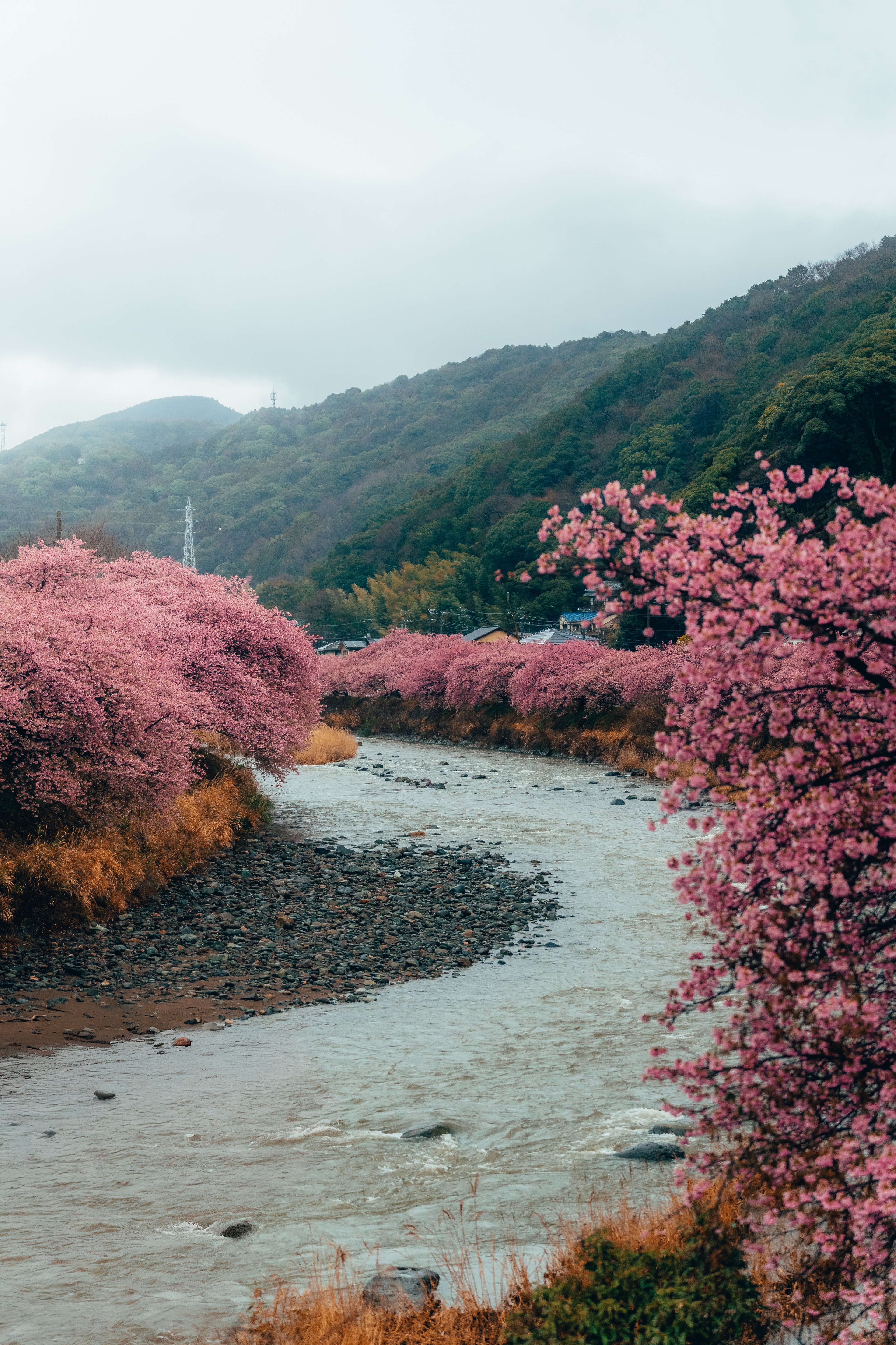 A river winding between banks lined with blooming cherry trees and green hills