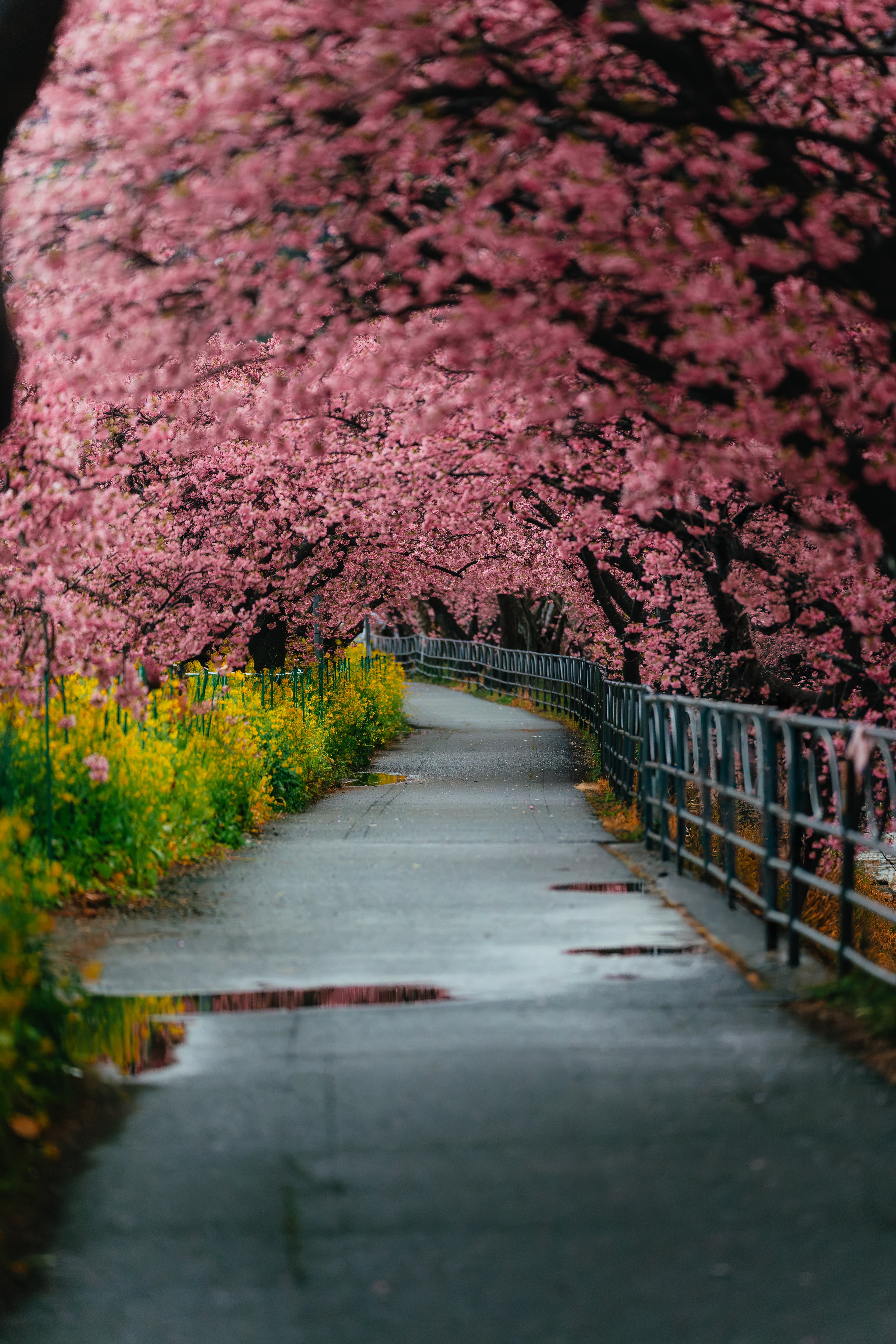 A wet path under arching cherry blossoms with yellow rapeseed flowers along the fence